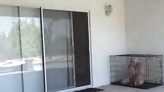 Lezdom - Pet Slave Humiliation