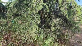 A Recent Adventure with My Stepbrother: Sex in the Woods