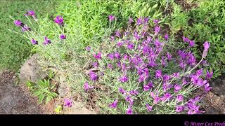 Take a Walk with Vivian Cox in her Rose Garden and Watch a Surprise - Vivian_Cox