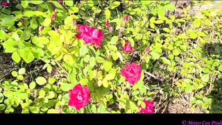 Take a Walk with Vivian Cox in her Rose Garden and Watch a Surprise - Vivian_Cox