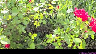 Take a Walk with Vivian Cox in her Rose Garden and Watch a Surprise - Vivian_Cox