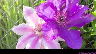 Take a Walk with Vivian Cox in her Rose Garden and Watch a Surprise - Vivian_Cox