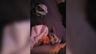 Alpha and Beta females in heat