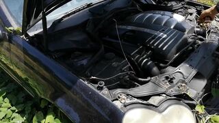 beginning an abandended car after 8 months see the wasps