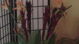 Naked Lezzies pleasure each other