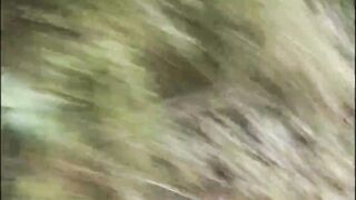 The Parody (clip )