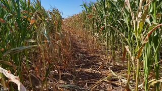 Exploring With Andrie EPS 1 - All Corn ? No Porn ⬛️? - Nature Foliage Flora And Fauna - SFW -