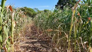 Exploring With Andrie EPS 1 - All Corn ? No Porn ⬛️? - Nature Foliage Flora And Fauna - SFW -