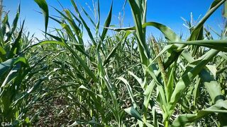 Exploring With Andrie EPS 1 - All Corn ? No Porn ⬛️? - Nature Foliage Flora And Fauna - SFW -