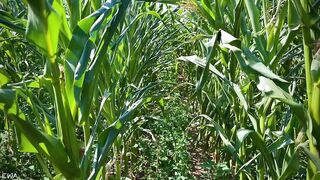 Exploring With Andrie EPS 1 - All Corn ? No Porn ⬛️? - Nature Foliage Flora And Fauna - SFW -