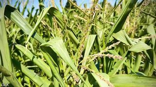 Exploring With Andrie EPS 1 - All Corn ? No Porn ⬛️? - Nature Foliage Flora And Fauna - SFW -