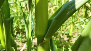 Exploring With Andrie EPS 1 - All Corn ? No Porn ⬛️? - Nature Foliage Flora And Fauna - SFW -