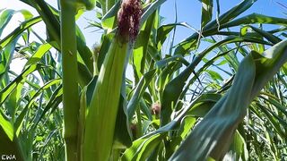 Exploring With Andrie EPS 1 - All Corn ? No Porn ⬛️? - Nature Foliage Flora And Fauna - SFW -