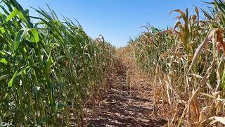 Exploring With Andrie EPS 1 - All Corn ? No Porn ⬛️? - Nature Foliage Flora And Fauna - SFW -