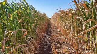 Exploring With Andrie EPS 1 - All Corn ? No Porn ⬛️? - Nature Foliage Flora And Fauna - SFW -