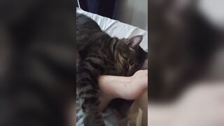 Cute Kitten Cuddling With Charming Feet