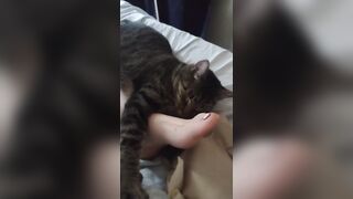 Cute Kitten Cuddling With Charming Feet
