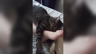 Cute Kitten Cuddling With Charming Feet