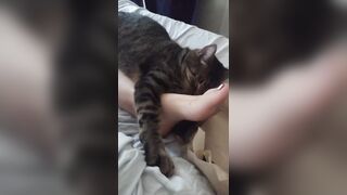Cute Kitten Cuddling With Charming Feet