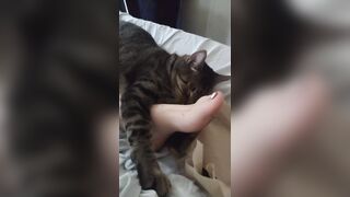 Cute Kitten Cuddling With Charming Feet