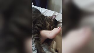 Cute Kitten Cuddling With Charming Feet