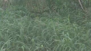 Cute hotty sucking shlong in public in popular spring park
