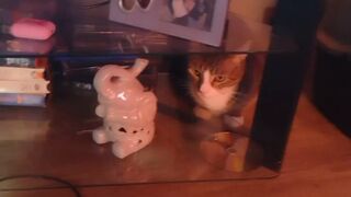 Cute gal playing with doggy and kittens