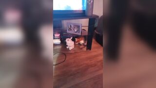 Cute gal playing with doggy and kittens