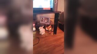 Cute gal playing with doggy and kittens