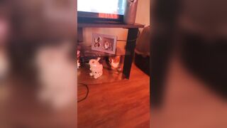 Cute gal playing with doggy and kittens