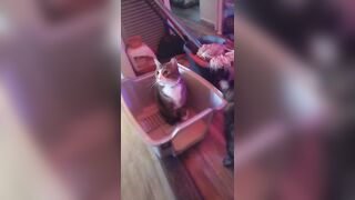 Kitten makes box to play in