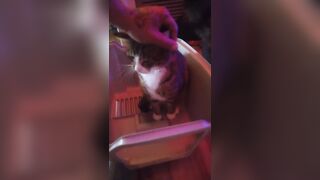 Kitten makes box to play in
