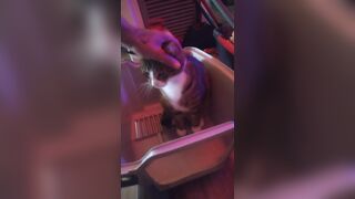 Kitten makes box to play in