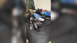 trying head harnes hogtie