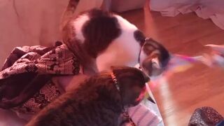 Hawt tattoo beauty playing with her kittens