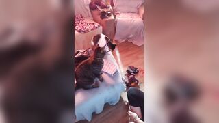 Hawt tattoo beauty playing with her kittens