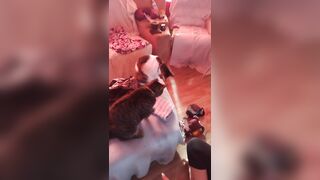 Hawt tattoo beauty playing with her kittens