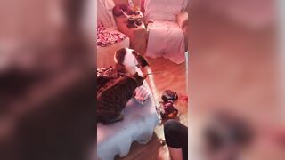 Hawt tattoo beauty playing with her kittens