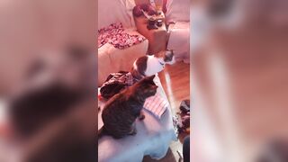 Hawt tattoo beauty playing with her kittens
