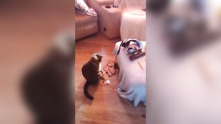 Hawt beauty playing with her 3 kittens