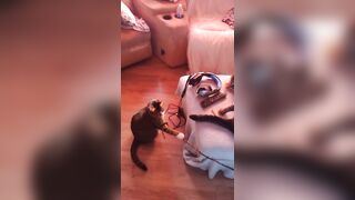 Hawt beauty playing with her 3 kittens