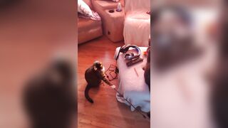 Hawt beauty playing with her 3 kittens