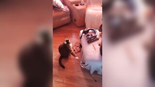 Hawt beauty playing with her 3 kittens