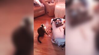 Hawt beauty playing with her 3 kittens