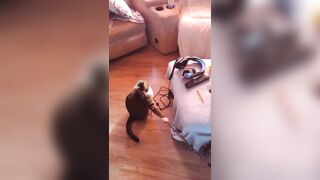 Hawt beauty playing with her 3 kittens
