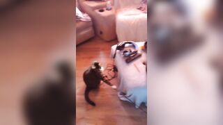 Hawt beauty playing with her 3 kittens