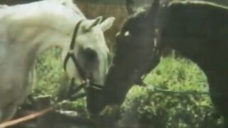 Raw Vagina Connection Strumpets #1