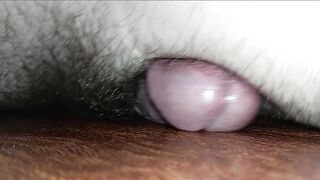 Humping My Kitchen Floor