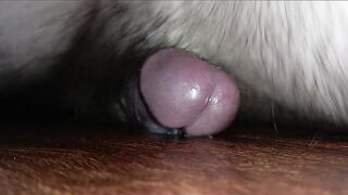 Humping My Kitchen Floor