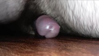 Humping My Kitchen Floor